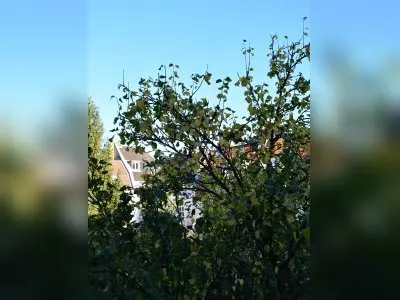 (Neu-)Ehrenfeld: Wir suchen 4-5 Zimmer, wir bieten 3 Zimmer