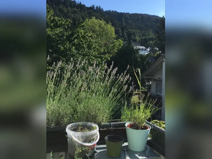 Vorschaubild 2