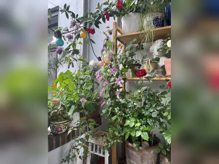 Vorschaubild 2