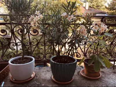 Suchen kleine helle Wohnung mit Balkon für Seniorin
