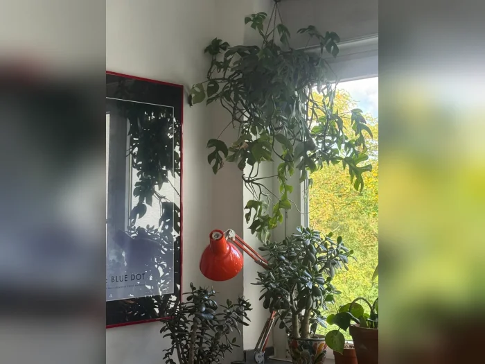 Vorschaubild 2