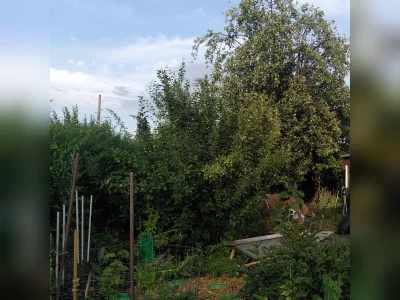 Vorschaubild 2