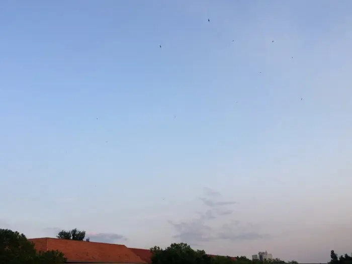 Vorschaubild 1